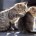 Avustralya devletinin önümüzdeki 5 yıl içinde 2 milyon sokak kedisini canice yok etme planına, İnsanlığı temsilen isyanımızdır  Avustralya Çevre Bakanı Greg Hunt, Avustralya’daki yerli memeli, kuş ve bitki türlerini yok […]