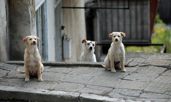 İstanbul Valisi Davut Gül, sahipsiz köpek canı almaya doymuyor! Dünya 4 Nisan’ı, Sokak Hayvanları Günü olarak besleme, barınma, sahiplenme gibi etkinlikler yaparak kutlamaya dönüştürürken İstanbul Valisi Davut Gül, sokak köpeklerinin [&hellip;]