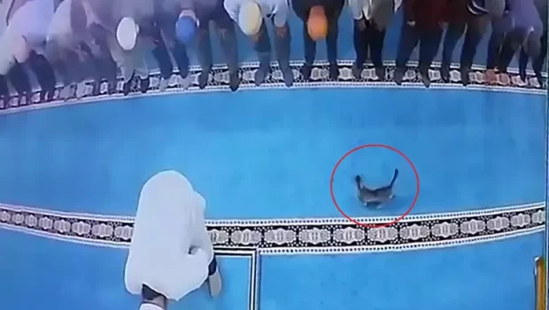 Günlerdir yazılı ve görsel basında, internet haberlerinde insanım diyen hiç kimsenin yüreğinin dayanmayacağı vahşet haberlerine tanık oluyoruz.  Daha geçen hafta yavru bir kediye dakikalarca işkence ve tacizde bulunarak onu canice [&hellip;]